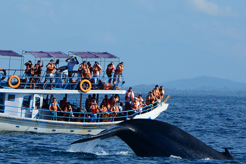 Whale watching