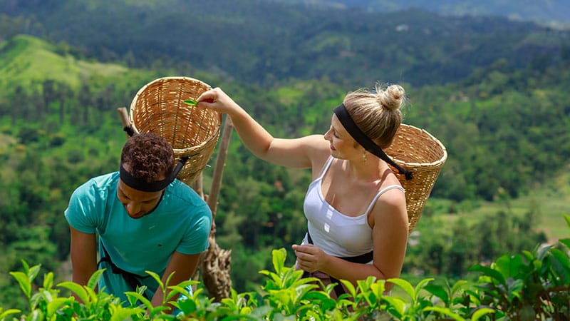 Ceylon Tea Tours