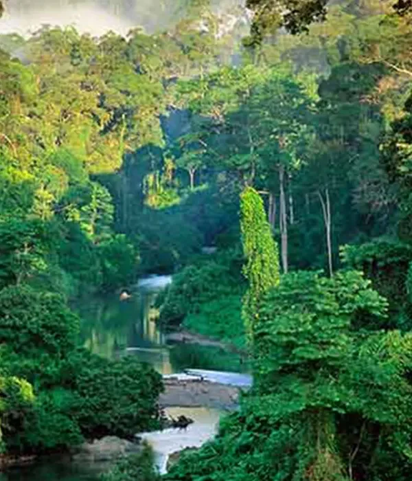 Sinharaja-Forest-Reserve-World-Heritage-Rainforest-Trekking-Guide