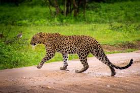 Spotting leopards